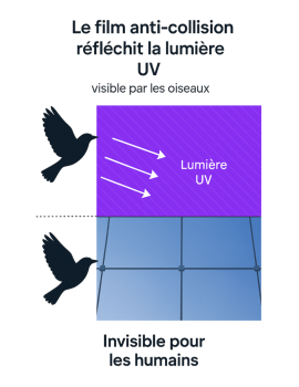 BirdShades - Film anti collisions d’oiseaux