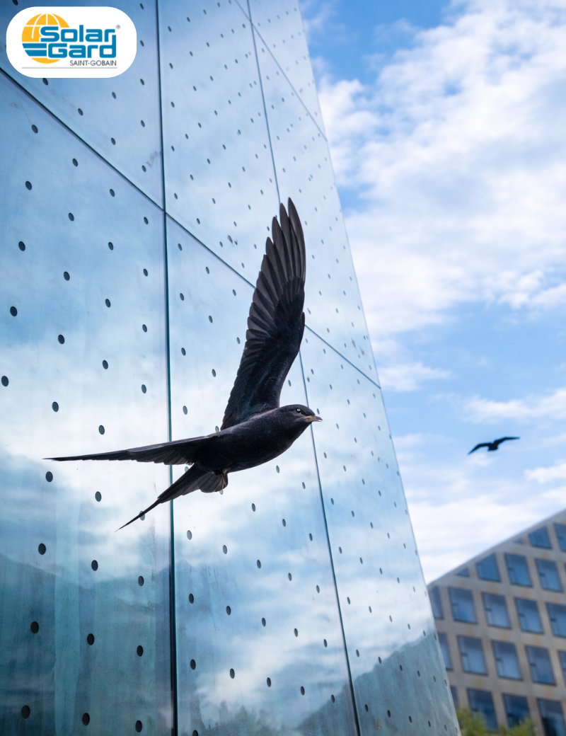 Film anti-collision oiseaux – WingSafe Black Dot